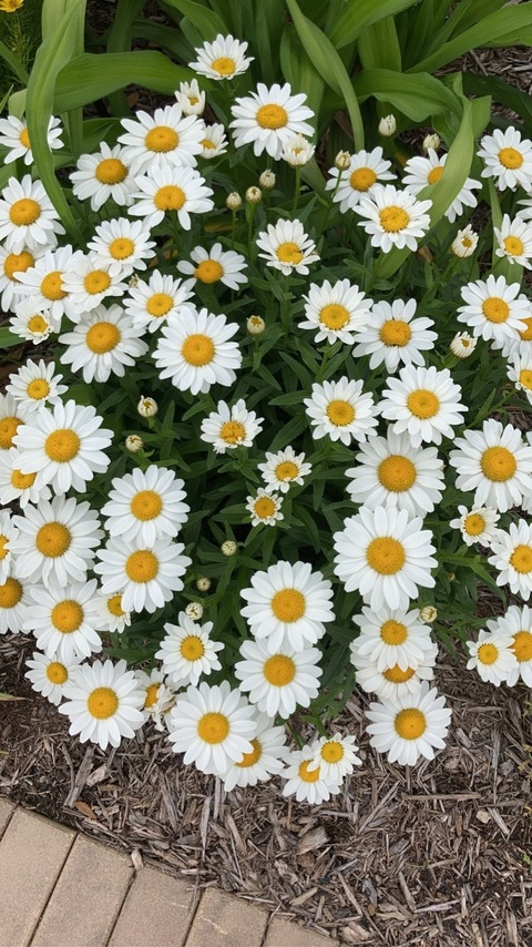 goddessflora.002 onlyfans leaked picture 1