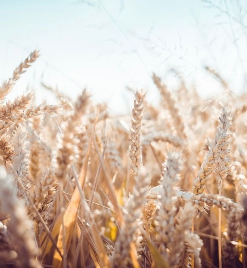 hannahfarm onlyfans leaked picture 1