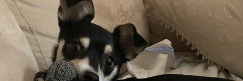 heartistheyolk onlyfans leaked picture 1