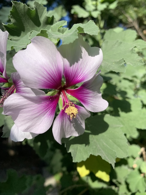 hibiscusfaye onlyfans leaked picture 1