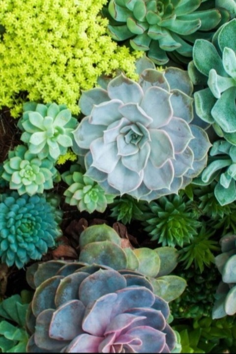 lil_succulentz_vip onlyfans leaked picture 1