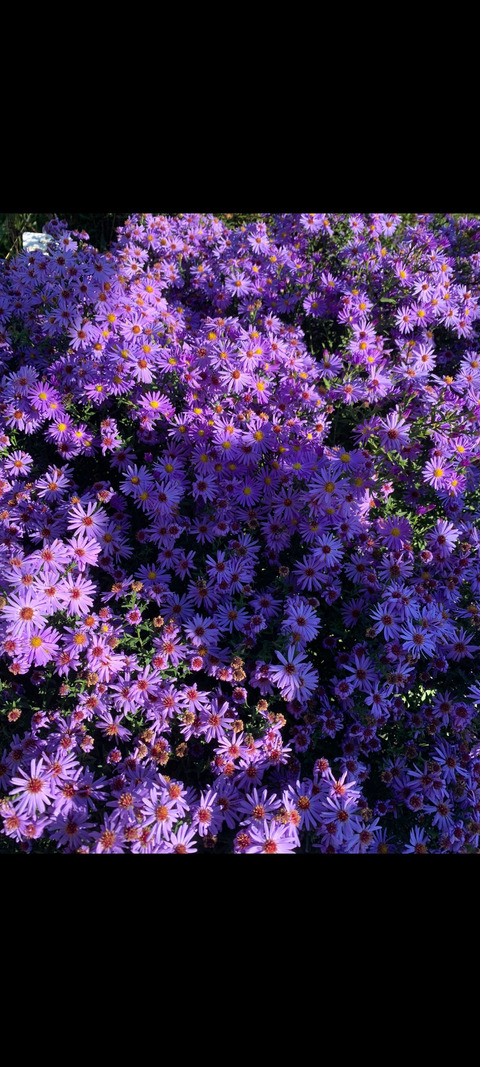 stacyviolet onlyfans leaked picture 1