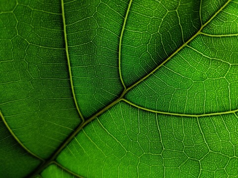 veeweatherbee onlyfans leaked picture 1